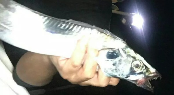 【初心者向け】太刀魚釣りの攻略ガイド！餌の仕掛けから釣り方のコツまで徹底解説！