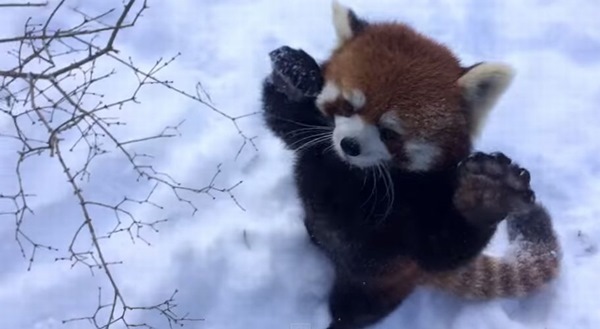 「やったー！」雪で大喜び！両手を上げ全身で喜びを表現するレーサーパンダが超かわいい