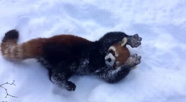 「やったー！」雪で大喜び！両手を上げ全身で喜びを表現するレーサーパンダが超かわいい