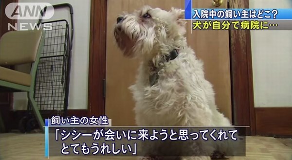 【忠犬シシー】飼い主の入院する病院を探し当て訪問した犬が話題に！！