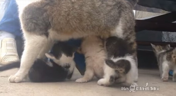 【間違い探し】母猫のオッパイに群る仔猫たち、あれっ！？一匹仔犬がいるよ！！