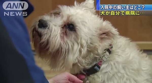 【忠犬シシー】飼い主の入院する病院を探し当て訪問した犬が話題に！！