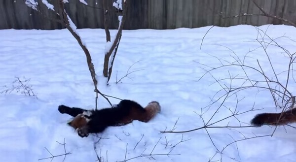 「やったー！」雪で大喜び！両手を上げ全身で喜びを表現するレーサーパンダが超かわいい