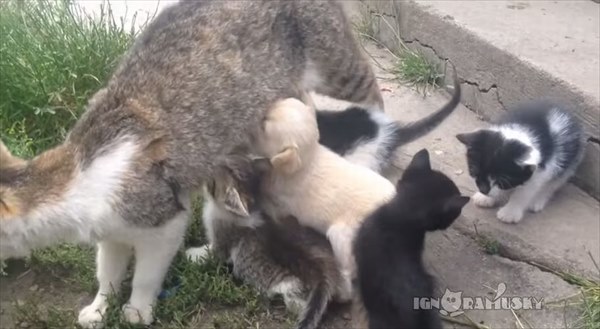 【間違い探し】母猫のオッパイに群る仔猫たち、あれっ！？一匹仔犬がいるよ！！