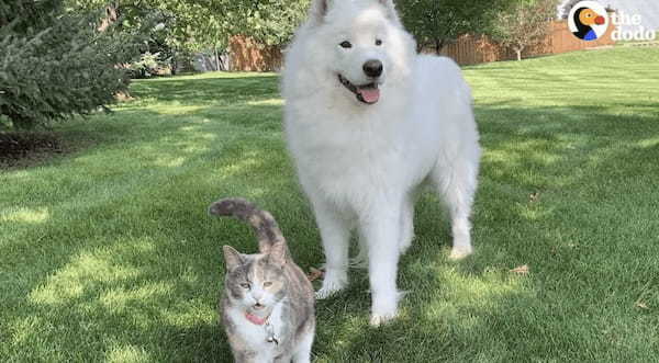 猫が大好きすぎるサモエド。道端で猫を見かけると目が釘付けになり散歩もままならなくなるこの子のために、猫をお迎えしてみたら・・・