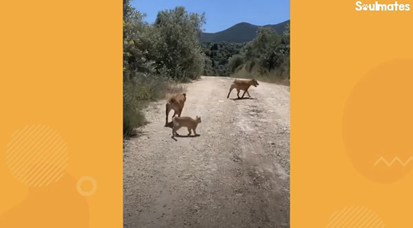 大好きな飼い主さんの顎に吸い付いていた子猫は、成長して自分の腕に吸い付くことを覚えました