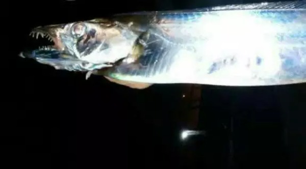 【初心者向け】太刀魚釣りの攻略ガイド！餌の仕掛けから釣り方のコツまで徹底解説！