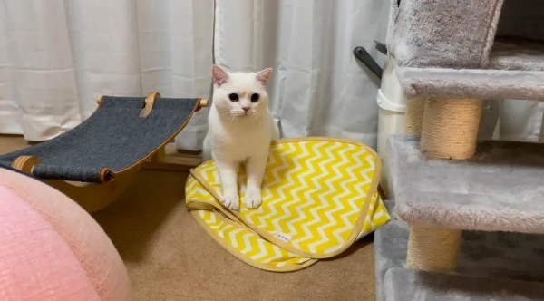 自由な弟猫にテントをつぶされたお姉ちゃん猫「乗らないでよー！」