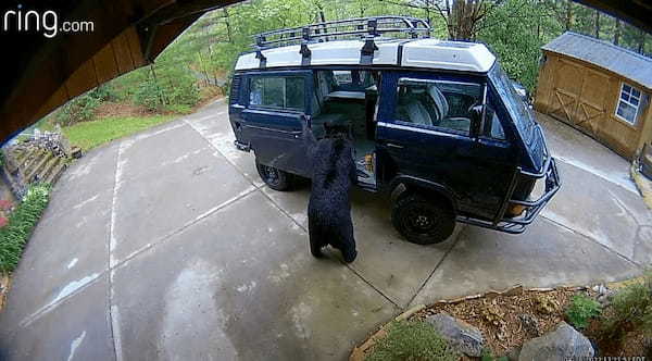 庭にやって来たクマの親子。セキュリティカメラには、このクマたちが取った信じられない行動がバッチリ記録されていました！！【アメリカ・動画】