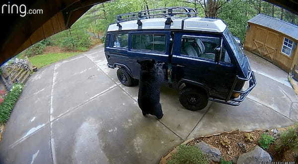 庭にやって来たクマの親子。セキュリティカメラには、このクマたちが取った信じられない行動がバッチリ記録されていました！！【アメリカ・動画】