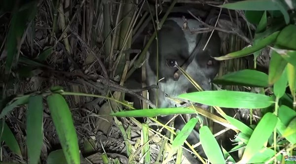 片目を失った犬を保護…しかしその場から離れようとしない理由は母性だった！