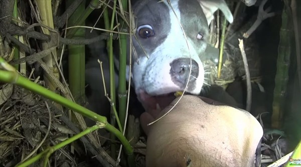 片目を失った犬を保護…しかしその場から離れようとしない理由は母性だった！