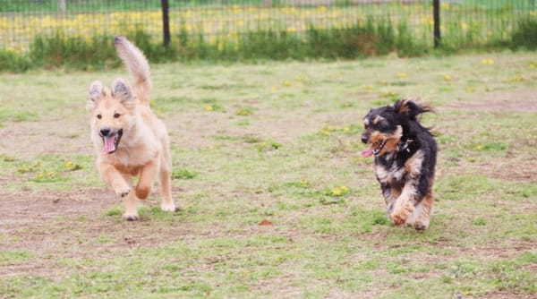 【最新版】2021年ペットの飼育頭数公開！犬は減少で猫は増加傾向・コロナウイルスやマイクロチップと2022年見通しや2020年も解説