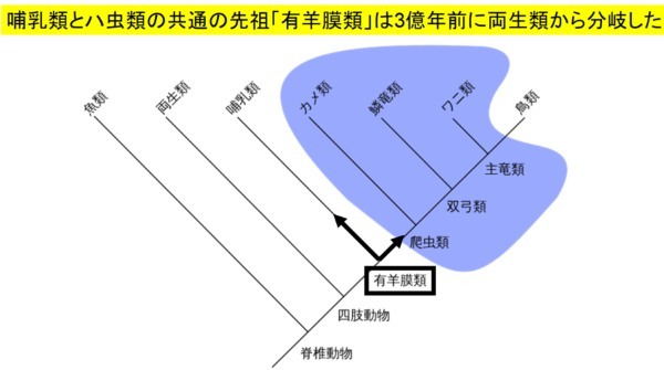 孤独なカメの赤ちゃんも「顔の模様に惹かれる」と判明。子どもが親の顔を見て微笑む理由が覆る！