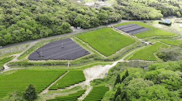 ファミリーマート限定「冷やして食べる とろけるくりーむパン 出雲抹茶」2023年4月25日（火）より販売開始