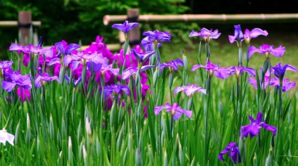 「六日の菖蒲 十日の菊」とはどんな意味?菖蒲と菊なのには何の理由があるの?