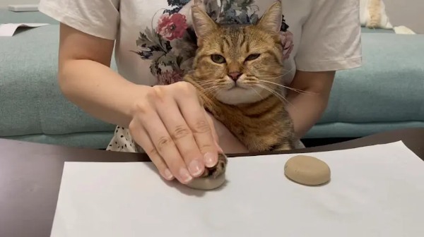 ついに契約しちゃったニャ……深刻そうな顔で肉球を型取りされる猫