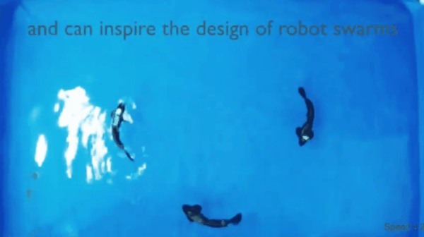 魚ロボットによって「魚が群れで泳ぐ理由」がやっと解明される！