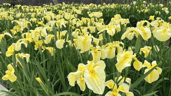 【熊本・玉名市】花しょうぶまつりと高瀬裏川界隈を散策して初夏を満喫してきたよ。