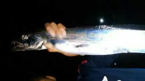 【初心者向け】太刀魚釣りの攻略ガイド！餌の仕掛けから釣り方のコツまで徹底解説！