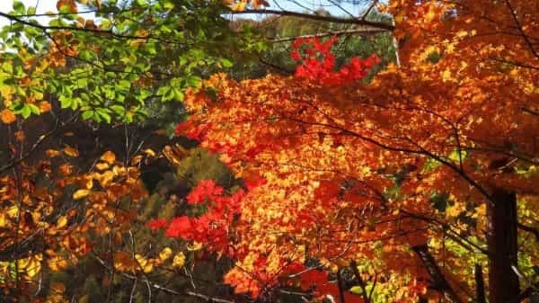 【2022】今年の秋は野反湖で紅葉もみじ狩りをしよう。近くに温泉もあります！