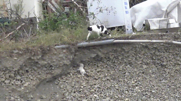 【救出映像】崖から滑り落ちた子猫を助ける母猫に親子愛を感じる