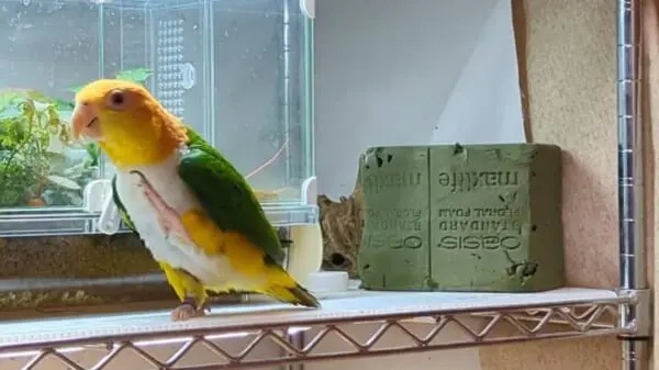 「今日もノリノリ」　シロハラインコさんのご機嫌ダンスに釘付け