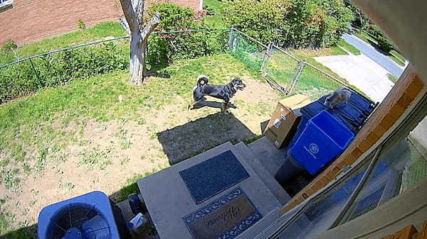 ペットカメラはすべてを見ていた！ケージから脱出した愛犬は、リビングの窓の鍵を開けると庭へと遊びに出ていきました！！【アメリカ・動画】