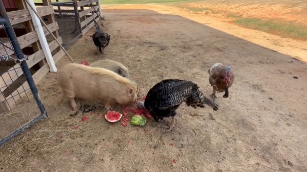 全力で走ってくる七面鳥たち。この子達の狙いは・・、大好きな『ある食べ物』です！！【アメリカ・動画】