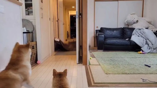 飼い主さんが消えた！？消失マジックでパニックになる柴犬さん