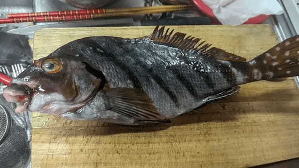 名前も知らない魚たちをさばく！港町ならではの「磯魚の宴」