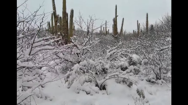 アリゾナ州の砂漠に降った雪。なんとサボテンに雪が積もっています！！【アメリカ・動画】