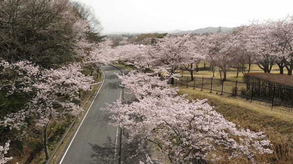 【連載】ドライブで楽しむおすすめの旅 ～季節の花々で岩手の春を満喫しよう～