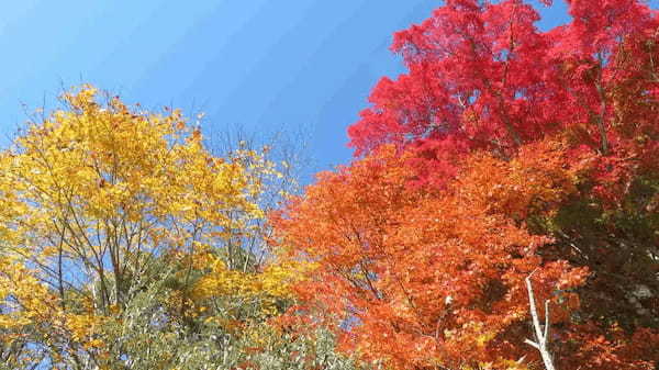 【連載】ドライブで楽しむおすすめの旅 ～紅葉・グルメ・温泉で秋の宮城を満喫～