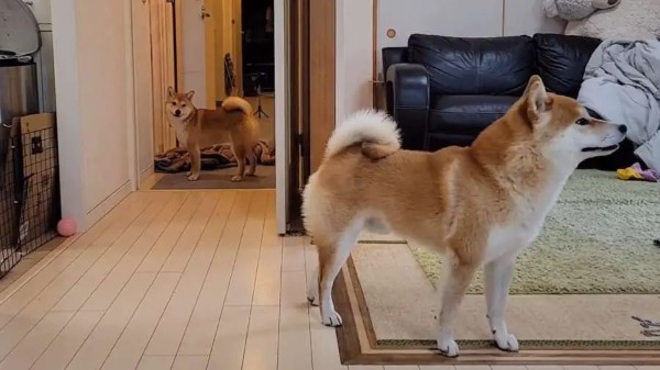 飼い主さんが消えた！？消失マジックでパニックになる柴犬さん