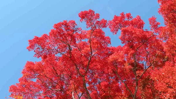 【連載】ドライブで楽しむおすすめの旅 ～茨城の秋は紅葉三昧で決まり～