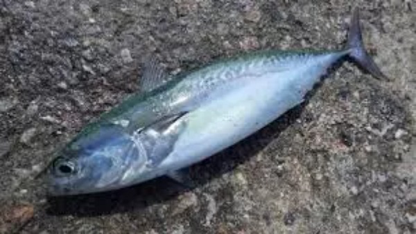 【ジグサビキ入門】仕掛けや釣り方など、釣果アップの秘訣をご紹介！