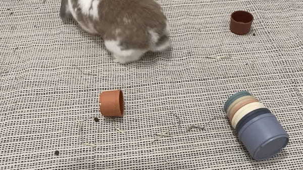 ウサギは容器に隠されたおやつを食べたい！！その気持ちがよく伝わってくる容器のふっとばしっぷりです！！