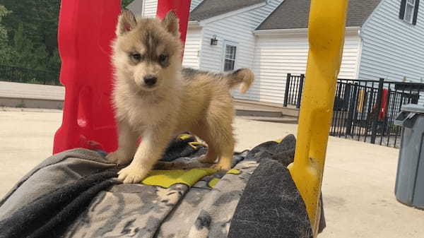 すべり台の上のハスキー犬の赤ちゃん。飼い主さんに反応したので滑ってくるのかと思いきや・・！！【アメリカ・動画】