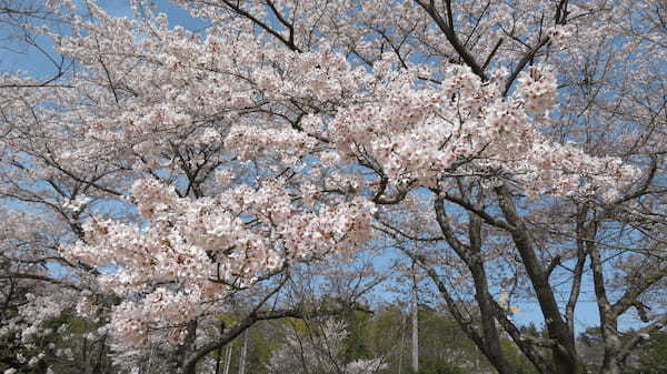 【連載】ドライブで楽しむおすすめの旅 ～季節の花々で岩手の春を満喫しよう～