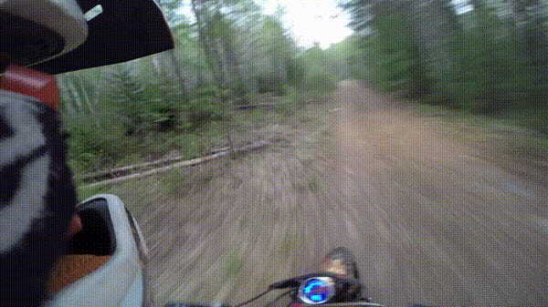 【危機一髪】これはヤバイ!バイクで山道を走っていたらクマが横切った決定的瞬間