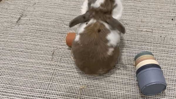 ウサギは容器に隠されたおやつを食べたい！！その気持ちがよく伝わってくる容器のふっとばしっぷりです！！