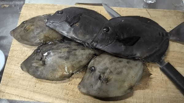 名前も知らない魚たちをさばく！港町ならではの「磯魚の宴」