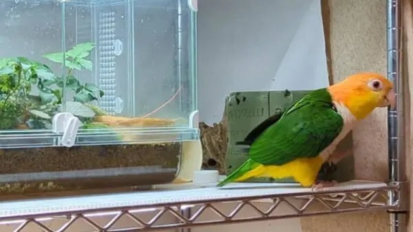 「今日もノリノリ」　シロハラインコさんのご機嫌ダンスに釘付け