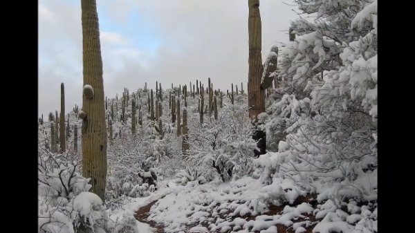 アリゾナ州の砂漠に降った雪。なんとサボテンに雪が積もっています！！【アメリカ・動画】