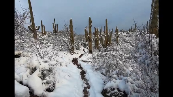 アリゾナ州の砂漠に降った雪。なんとサボテンに雪が積もっています！！【アメリカ・動画】