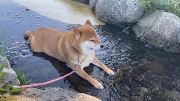 暑さは苦手をも超越する……水嫌いのワンちゃんが涼を取る姿に飼い主びっくり