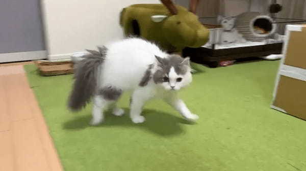 隠れていた飼い主にびっくりした子猫　渾身のやんのかステップで対抗