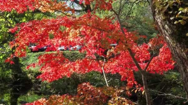 【2022】今年の秋は野反湖で紅葉もみじ狩りをしよう。近くに温泉もあります！