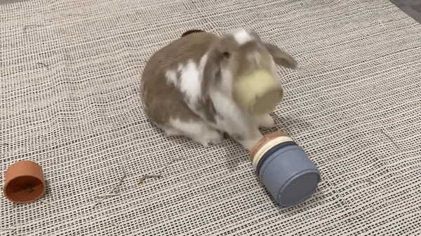 ウサギは容器に隠されたおやつを食べたい！！その気持ちがよく伝わってくる容器のふっとばしっぷりです！！